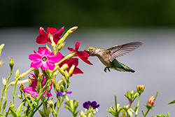 Photos Colibri